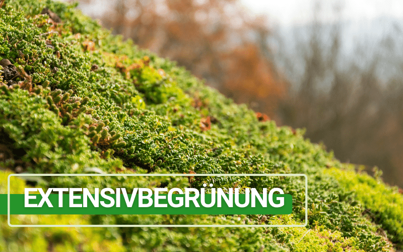 Gründach Extensivbegrünung Banner - TOPGREEN-Gründachsysteme