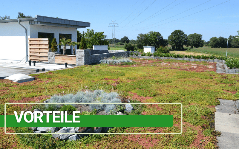 Gründach Vorteile Banner - TOPGREEN-Gründachsysteme